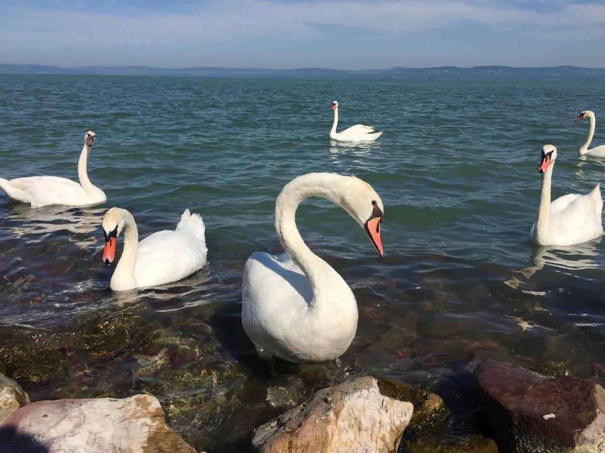 BalatonföldvárZawia Apartmanアパートメント エクステリア 写真