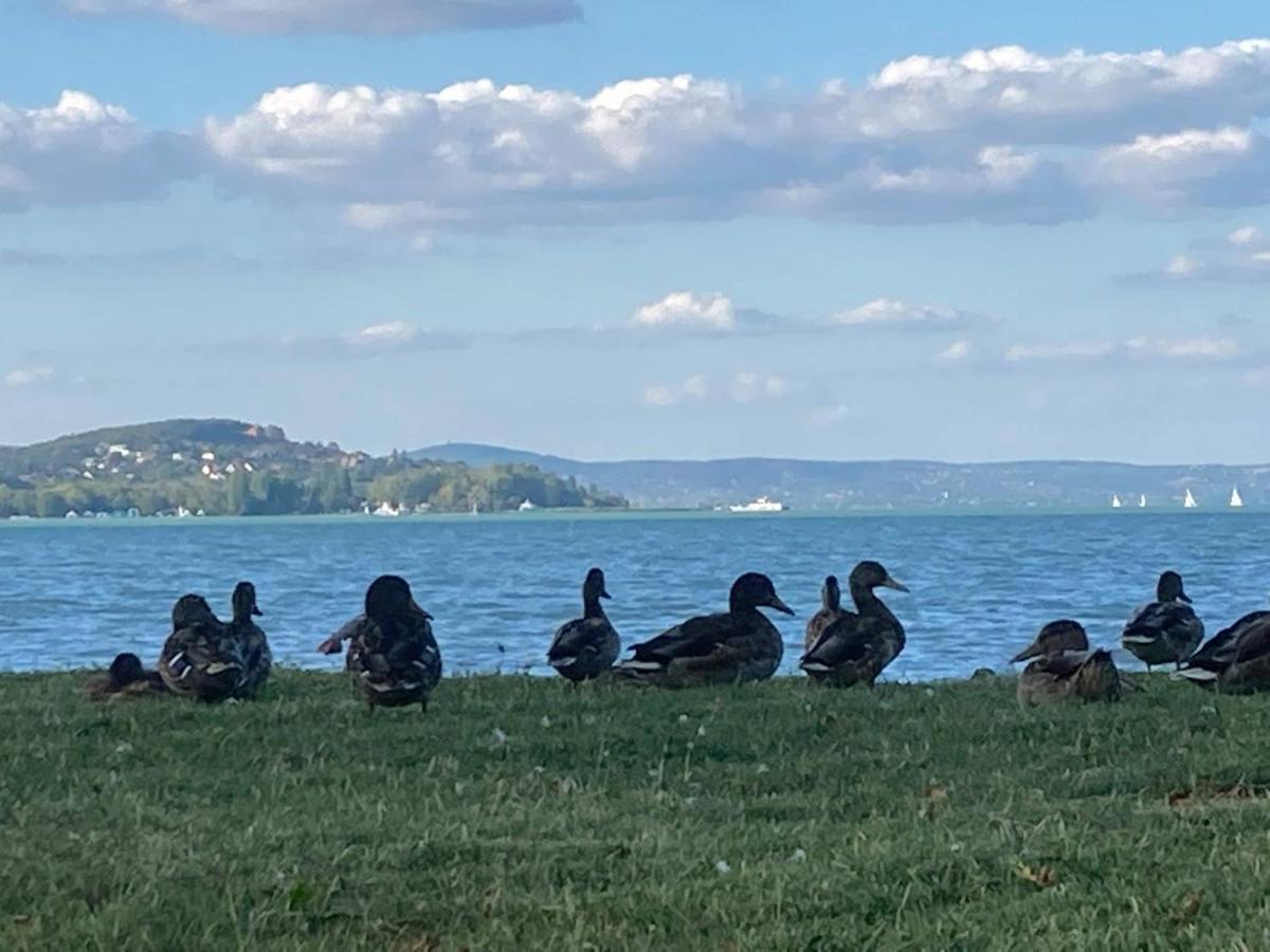 BalatonföldvárZawia Apartmanアパートメント エクステリア 写真
